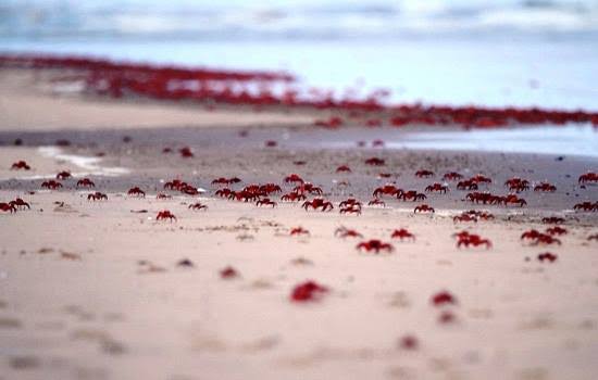 Tajpur Beach Red Crabs