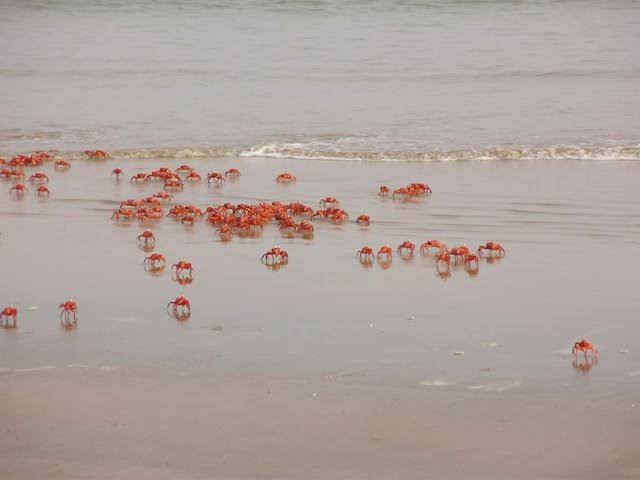 Talsari Beach with Red Crabs